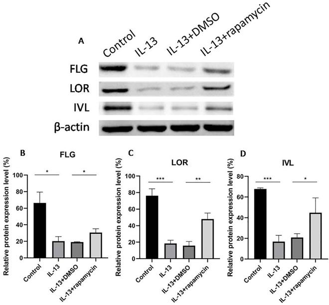 Int J Med Sci Image