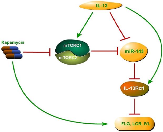 Int J Med Sci Image