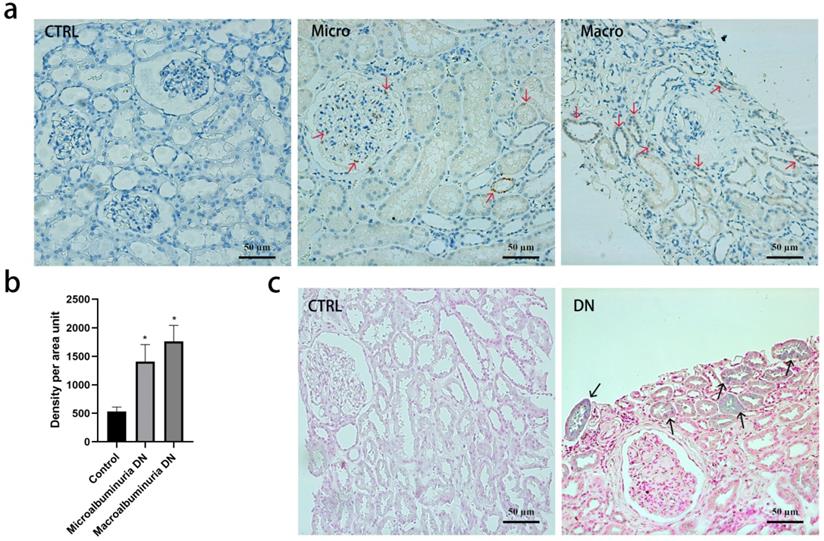 Int J Med Sci Image