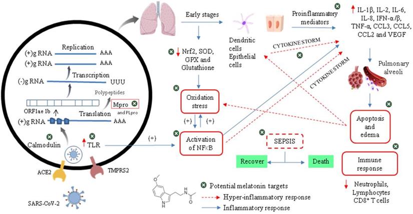 Int J Med Sci Image