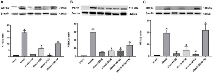 Int J Med Sci Image