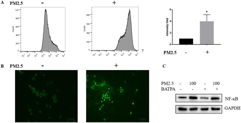 Int J Med Sci Image