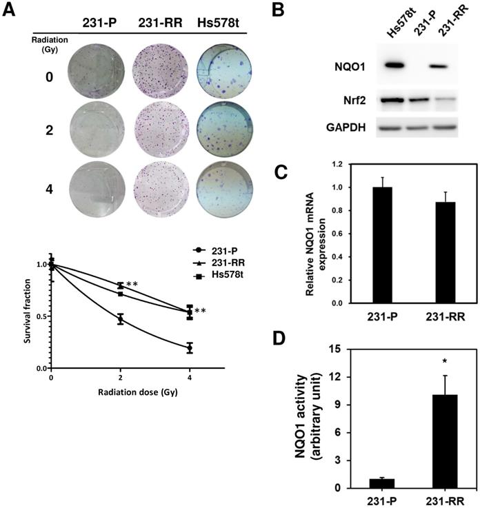 Int J Med Sci Image