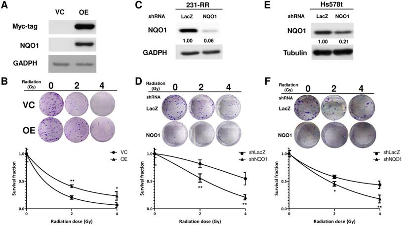 Int J Med Sci Image