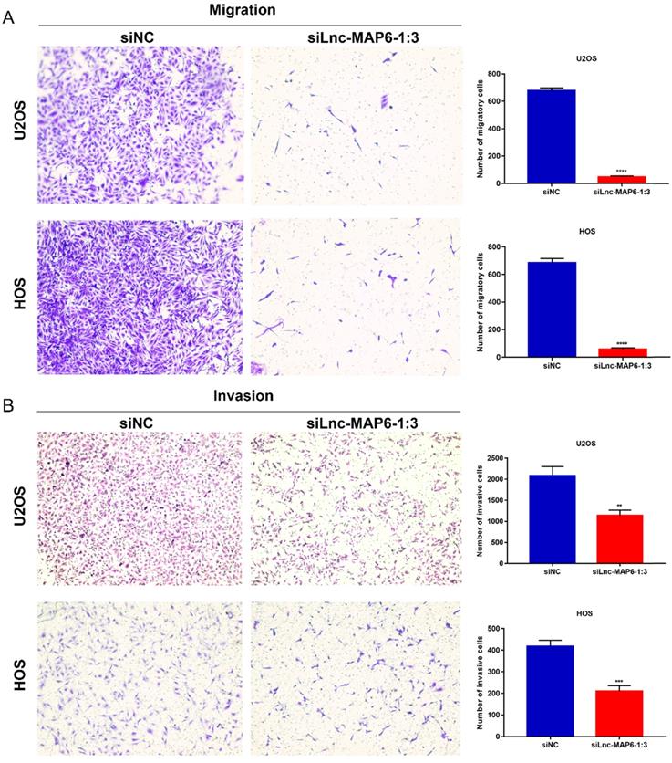 Int J Med Sci Image