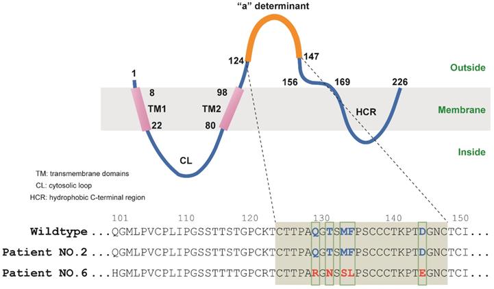 Int J Med Sci Image