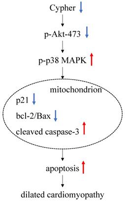 Int J Med Sci Image