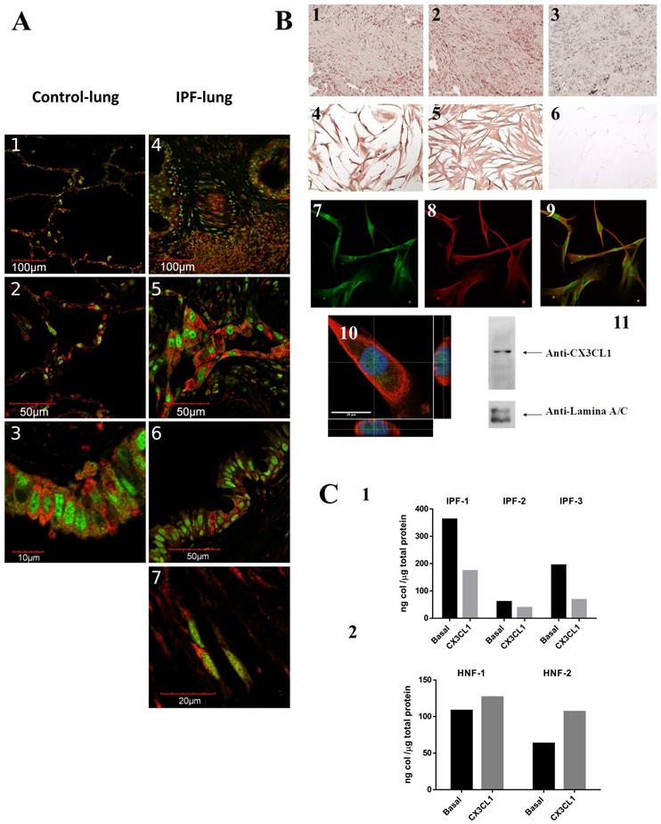 Int J Med Sci Image