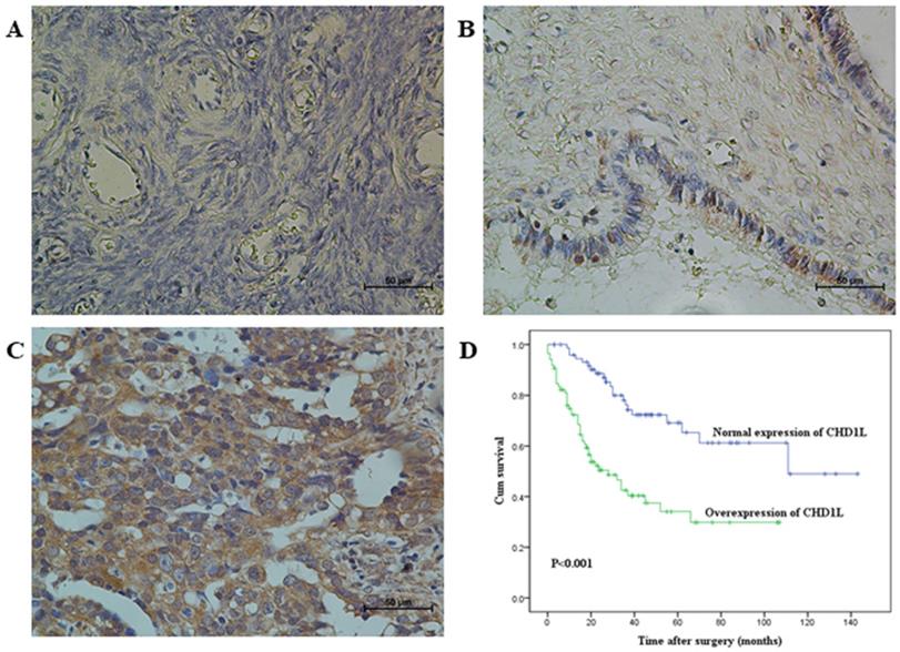 Int J Med Sci Image