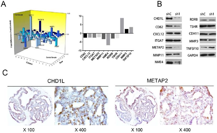 Int J Med Sci Image