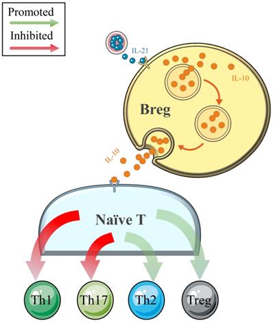 Int J Med Sci Image