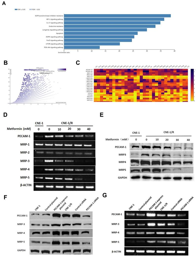 Int J Med Sci Image