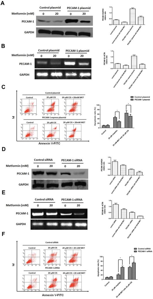 Int J Med Sci Image