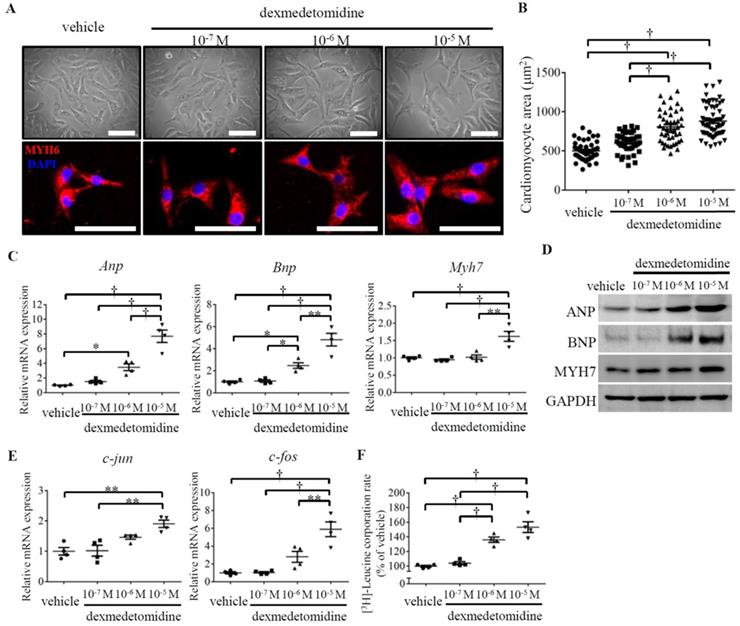 Int J Med Sci Image