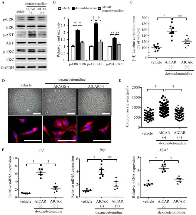 Int J Med Sci Image