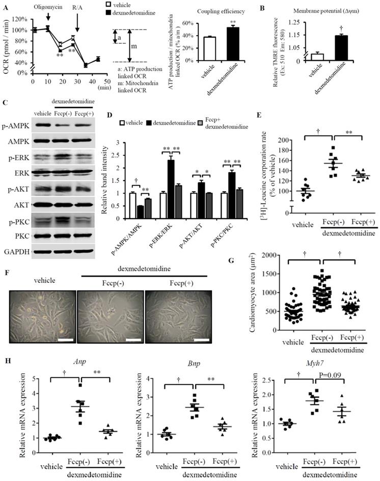 Int J Med Sci Image