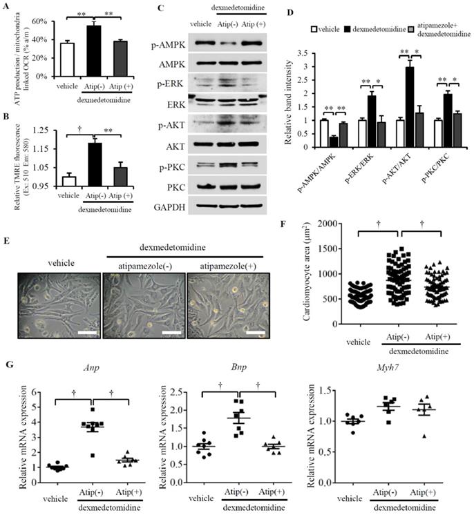 Int J Med Sci Image