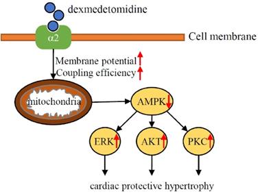 Int J Med Sci Image