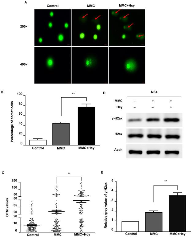 Int J Med Sci Image