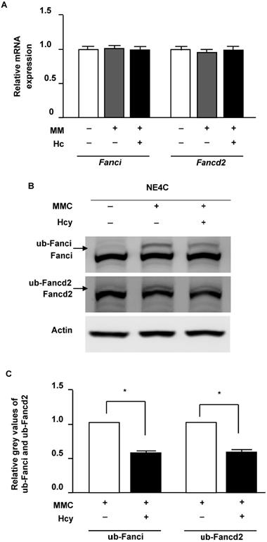 Int J Med Sci Image