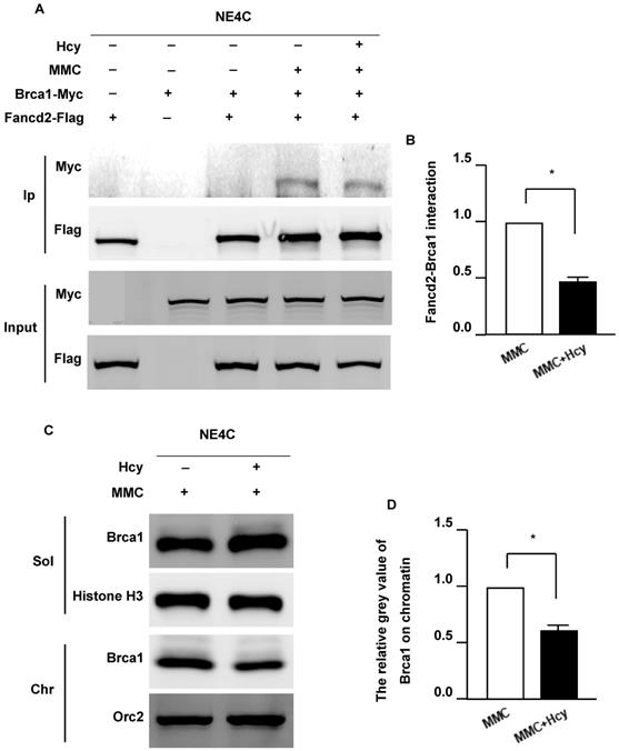 Int J Med Sci Image