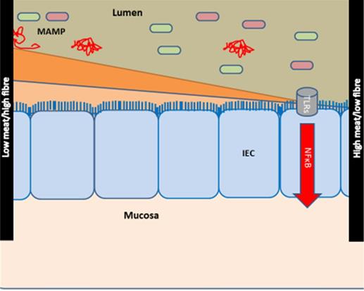 Int J Med Sci Image