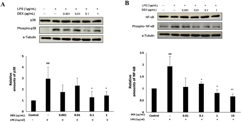 Int J Med Sci Image