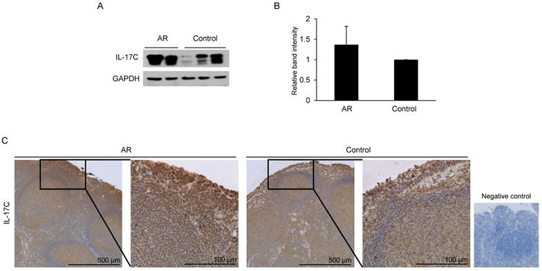 Int J Med Sci Image