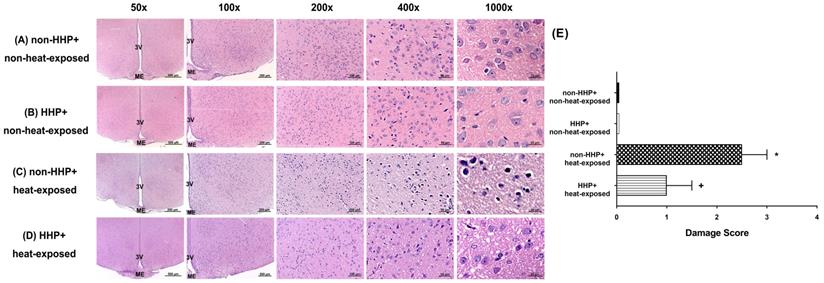 Int J Med Sci Image