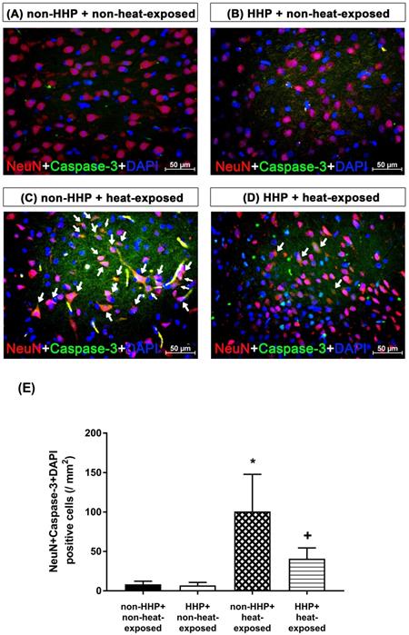 Int J Med Sci Image