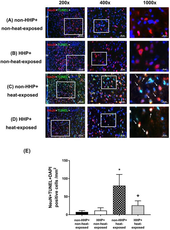 Int J Med Sci Image