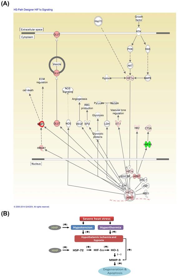 Int J Med Sci Image