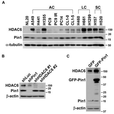 Int J Med Sci Image