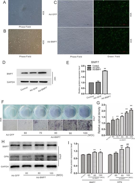 Int J Med Sci Image