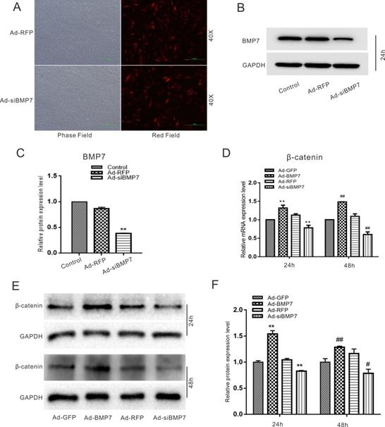 Int J Med Sci Image