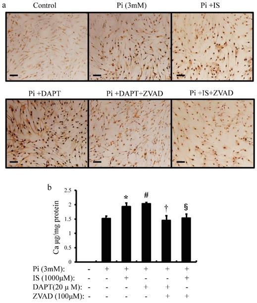 Int J Med Sci Image