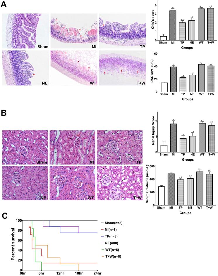 Int J Med Sci Image