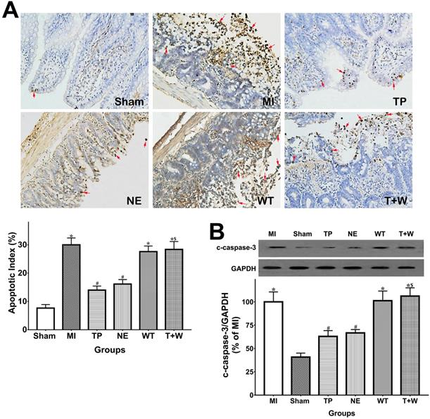 Int J Med Sci Image