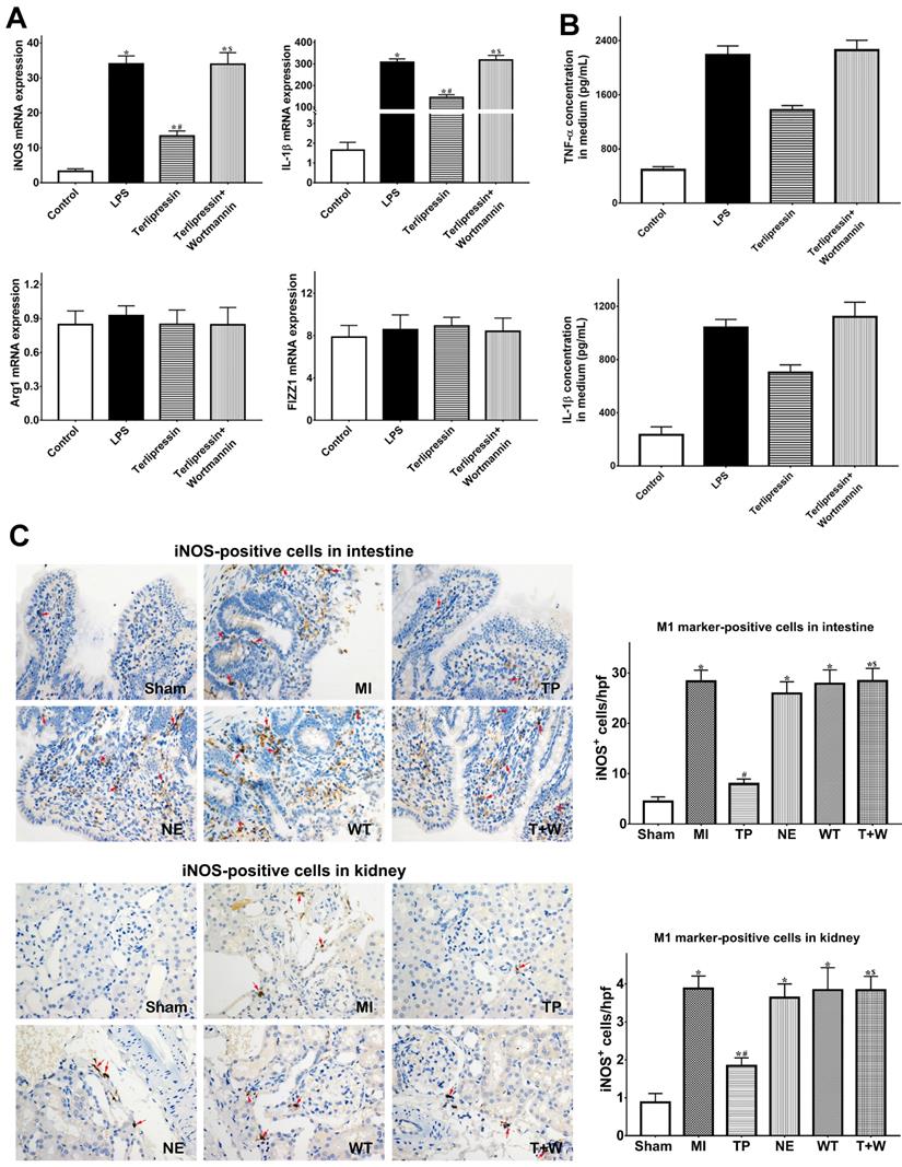 Int J Med Sci Image