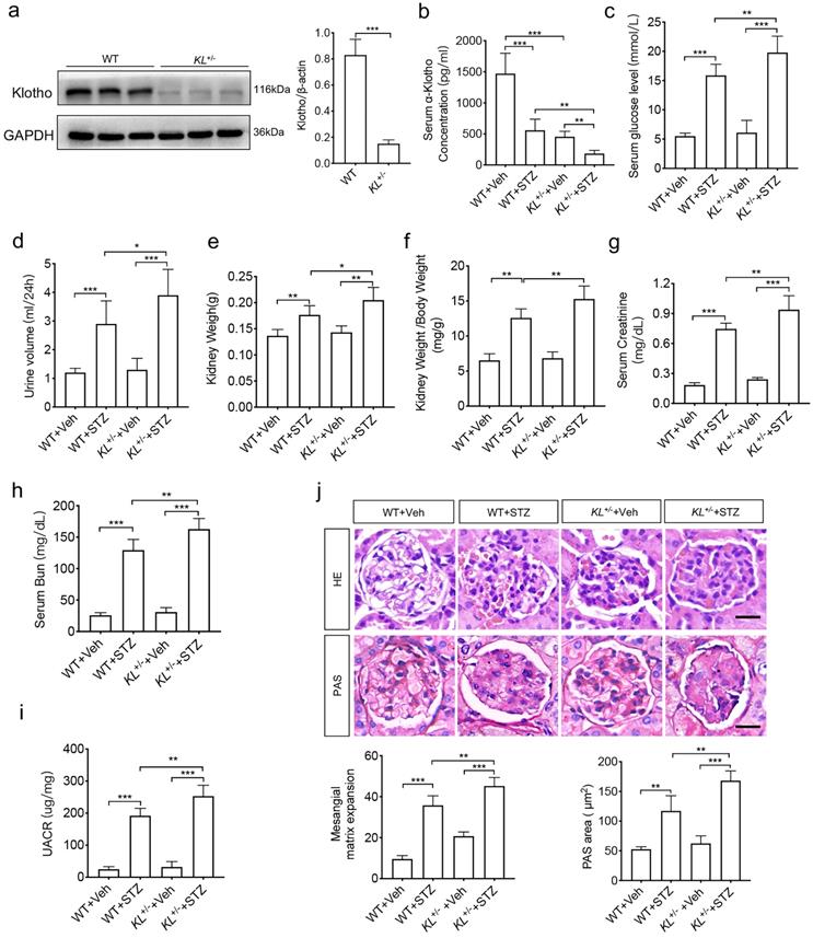 Int J Med Sci Image