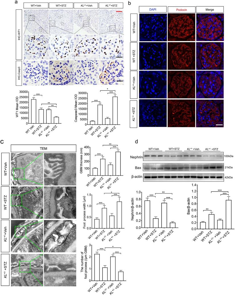 Int J Med Sci Image