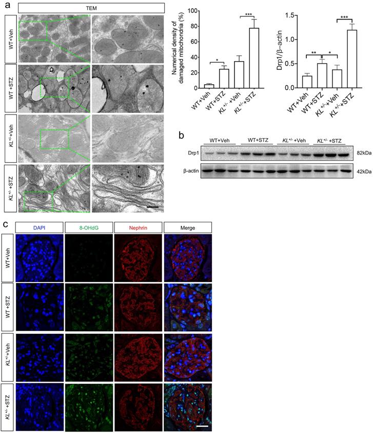 Int J Med Sci Image