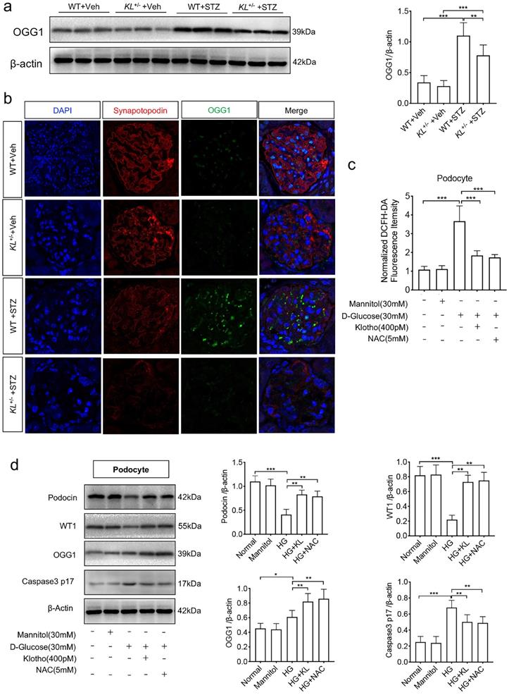 Int J Med Sci Image