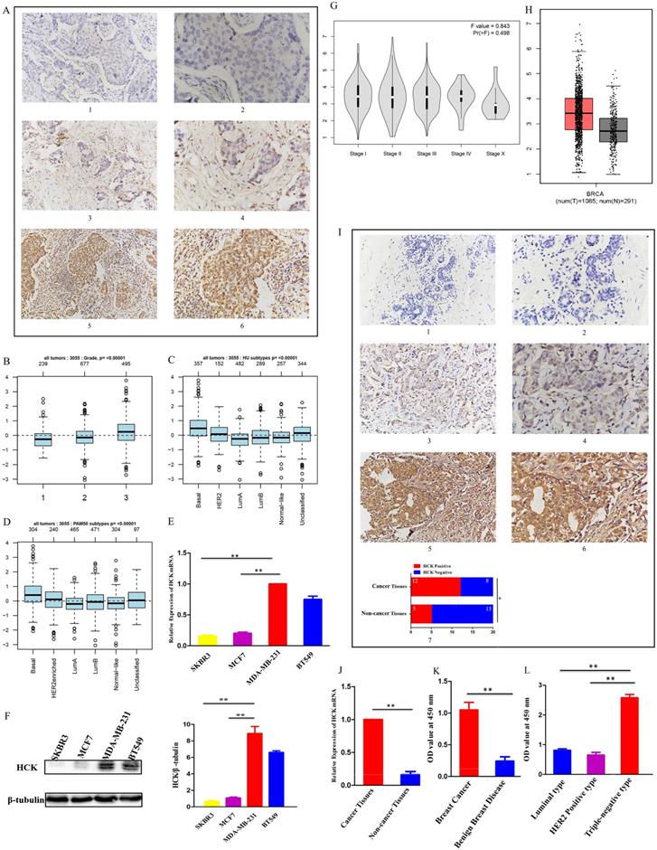 Int J Med Sci Image