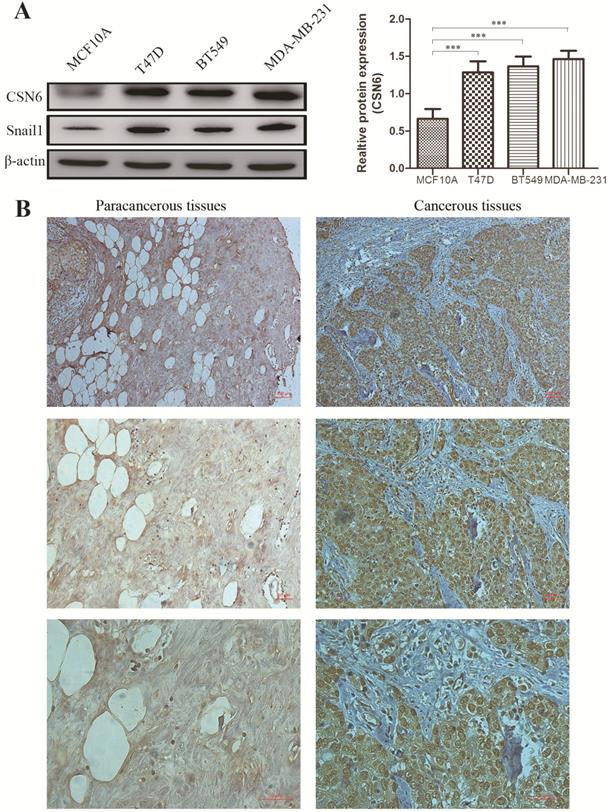 Int J Med Sci Image