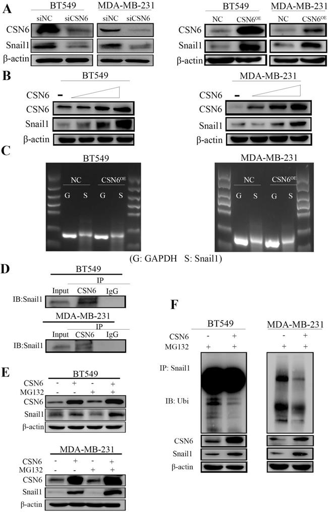 Int J Med Sci Image