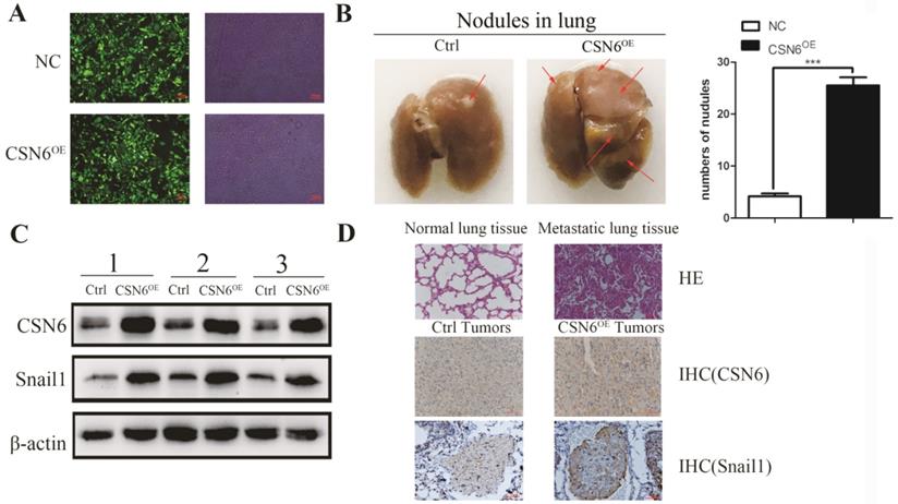 Int J Med Sci Image