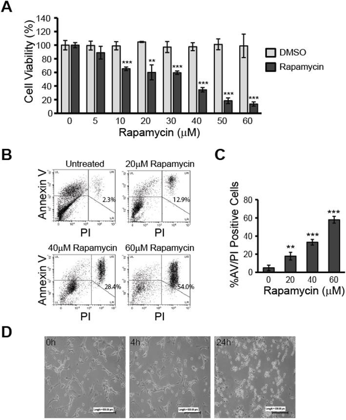 Int J Med Sci Image