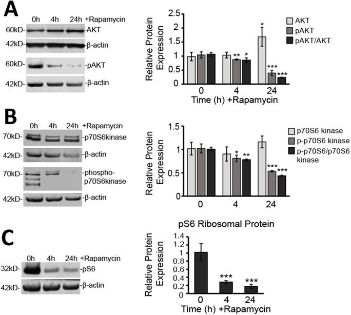 Int J Med Sci Image