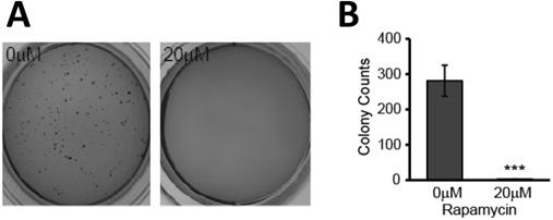 Int J Med Sci Image